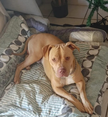 picture of dog