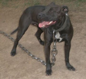 picture of dog