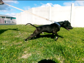 picture of dog