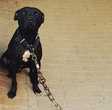 picture of dog