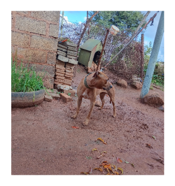 picture of dog