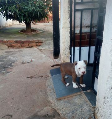 picture of dog