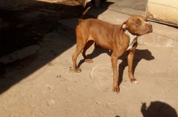 picture of dog