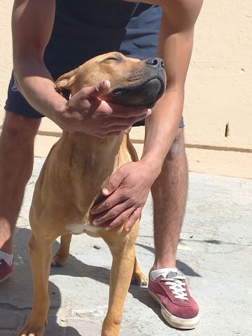 picture of dog