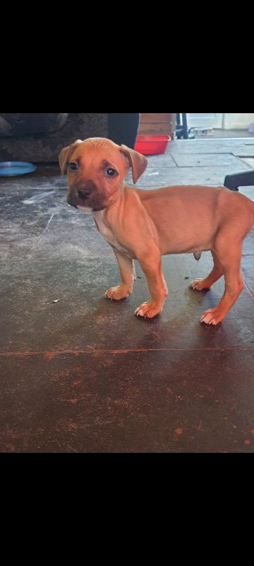 picture of dog