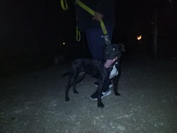 picture of dog