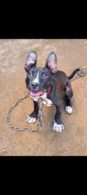 picture of dog