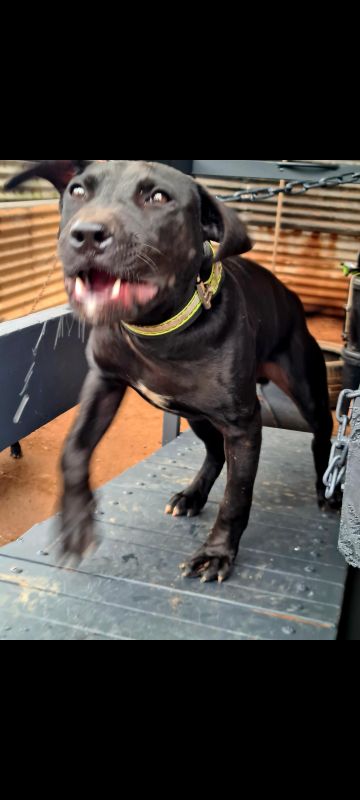 picture of dog