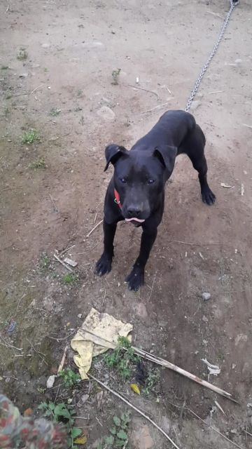 picture of dog