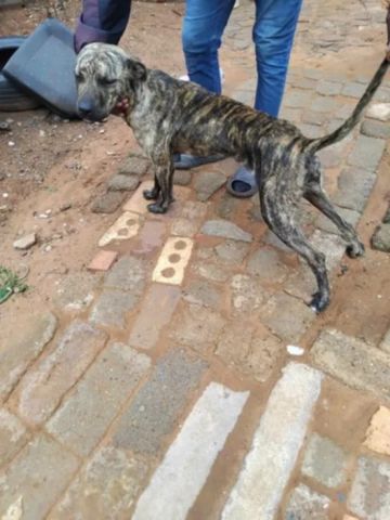 picture of dog