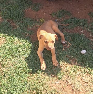 picture of dog