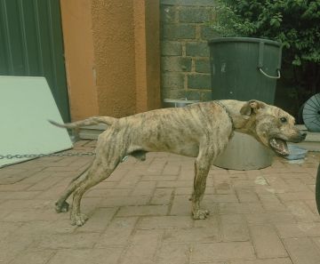 picture of dog