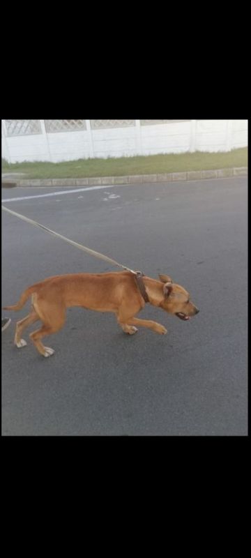 picture of dog