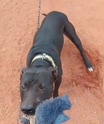 picture of dog