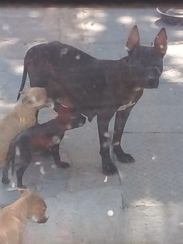 picture of dog