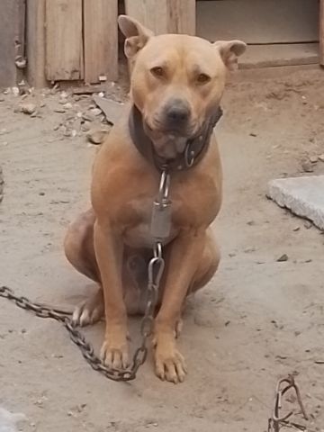 picture of dog