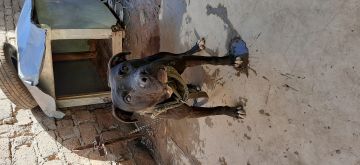 picture of dog