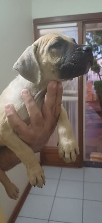 picture of dog