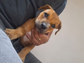 picture of dog