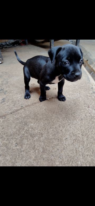 picture of dog