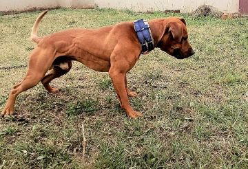 picture of dog