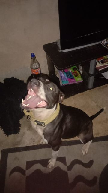 picture of dog