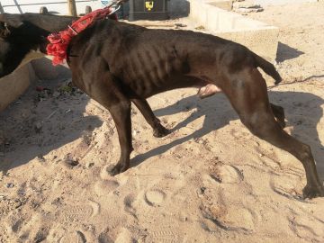 picture of dog