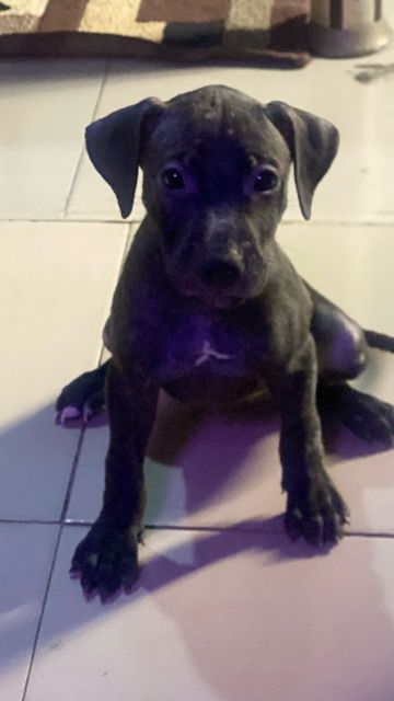 picture of dog