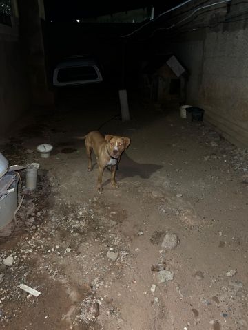 picture of dog