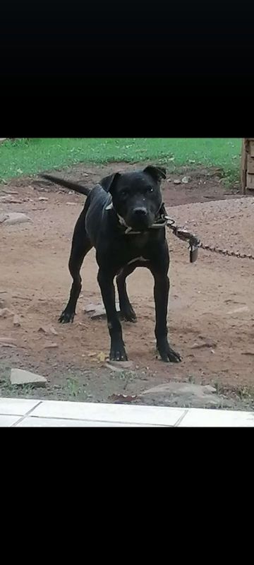 picture of dog