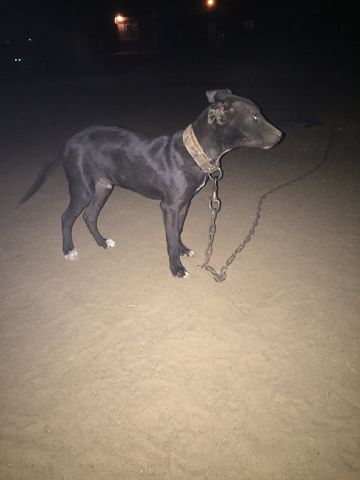 picture of dog