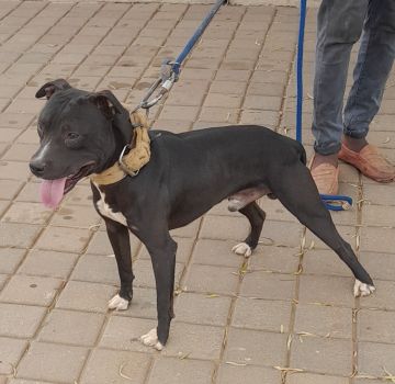 picture of dog