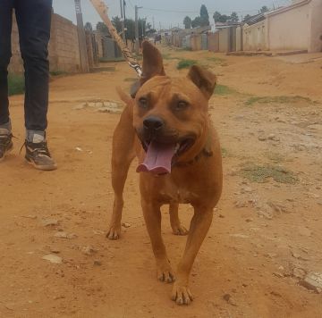 picture of dog
