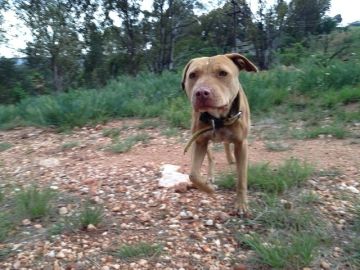 picture of dog