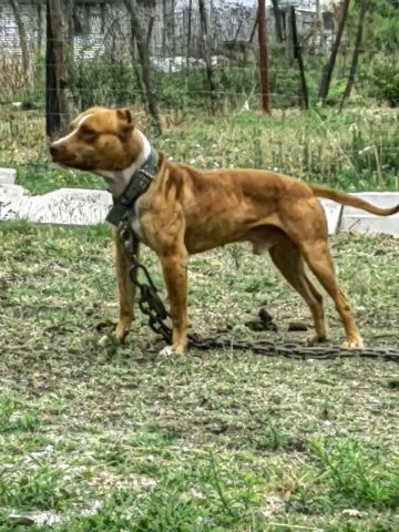 picture of dog