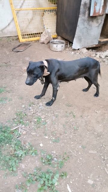 picture of dog