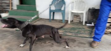 picture of dog