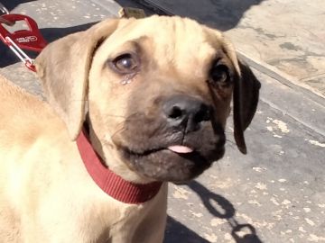 picture of dog