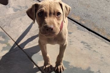 picture of dog