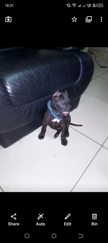 picture of dog