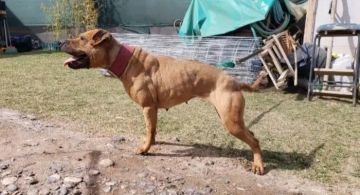 picture of dog