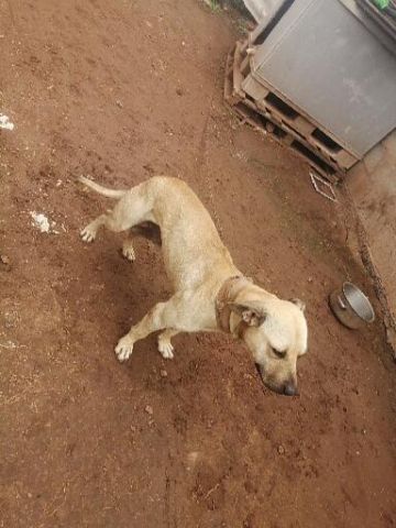 picture of dog
