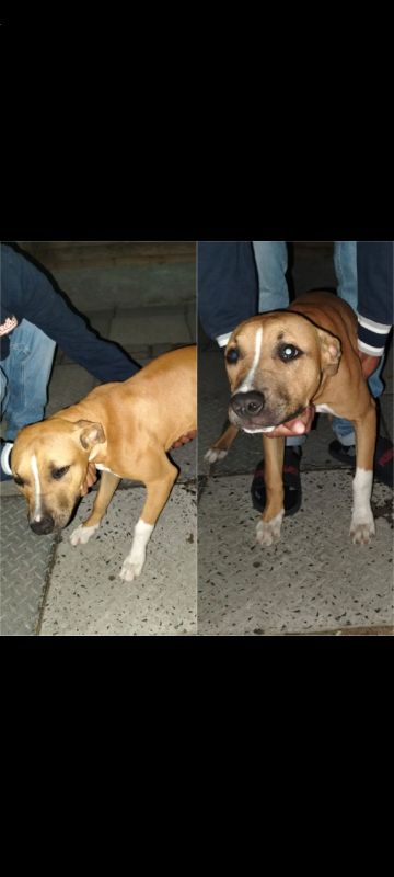 picture of dog