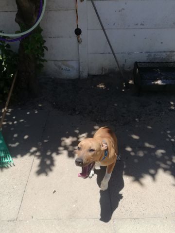 picture of dog