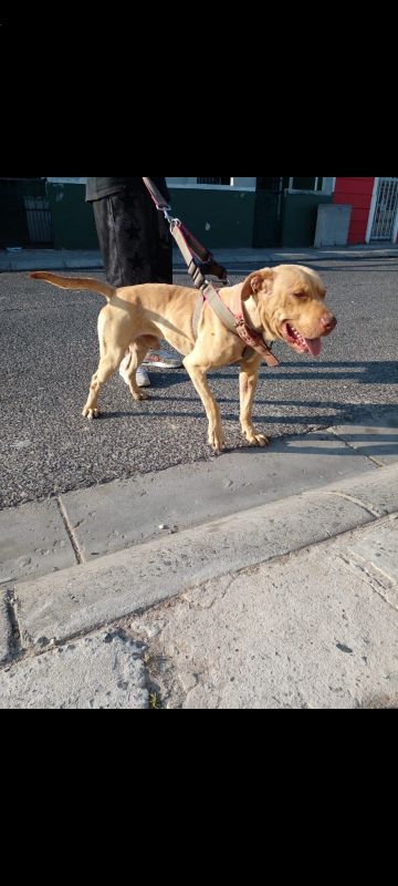 picture of dog