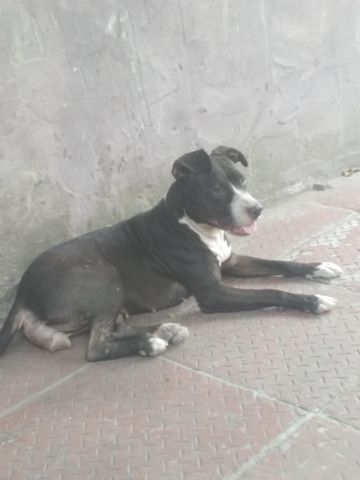 picture of dog