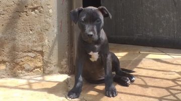 picture of dog