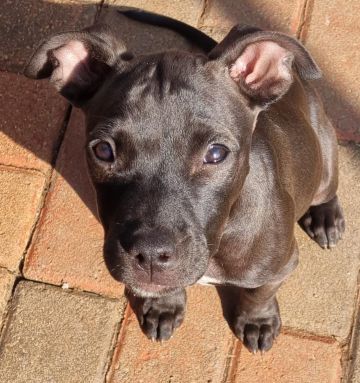 picture of dog