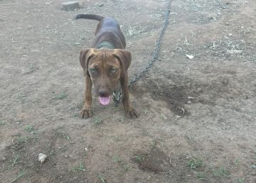picture of dog