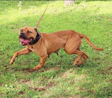 picture of dog